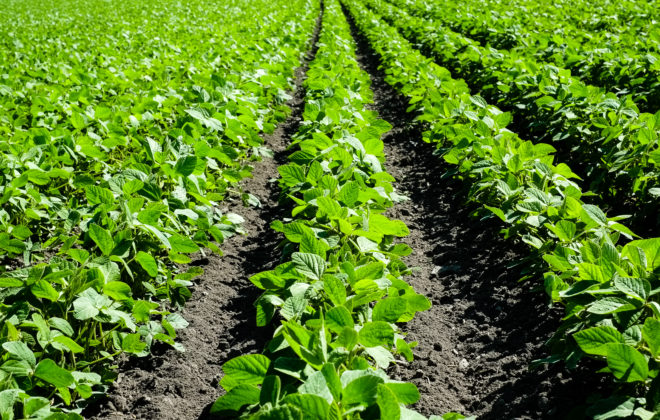 farming.software_soybean-field